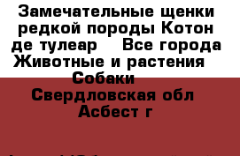 Замечательные щенки редкой породы Котон де тулеар  - Все города Животные и растения » Собаки   . Свердловская обл.,Асбест г.